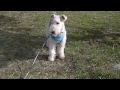 Wire Fox Terrier   Run & Run