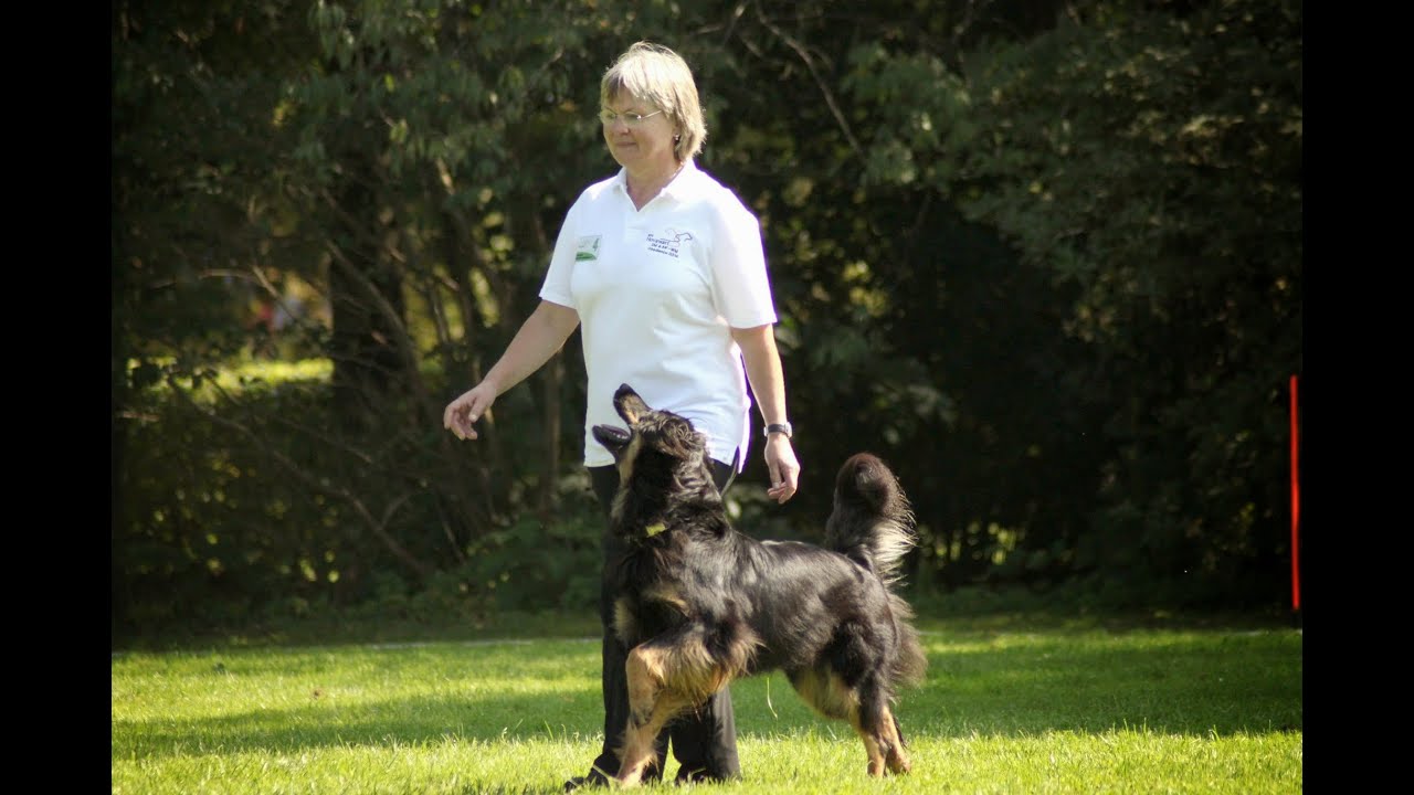 RZV Hovawart Obedience DM 2015 Klasse 2 Aenya aus dem Oldesloer Land