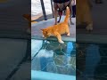 so funny #viral #trending #short