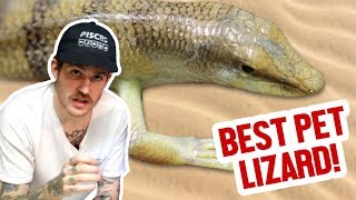 Have you ever heard of the sandfish skink? if haven't, are in luck.
skink could possibly be best pet reptile, though not many people...