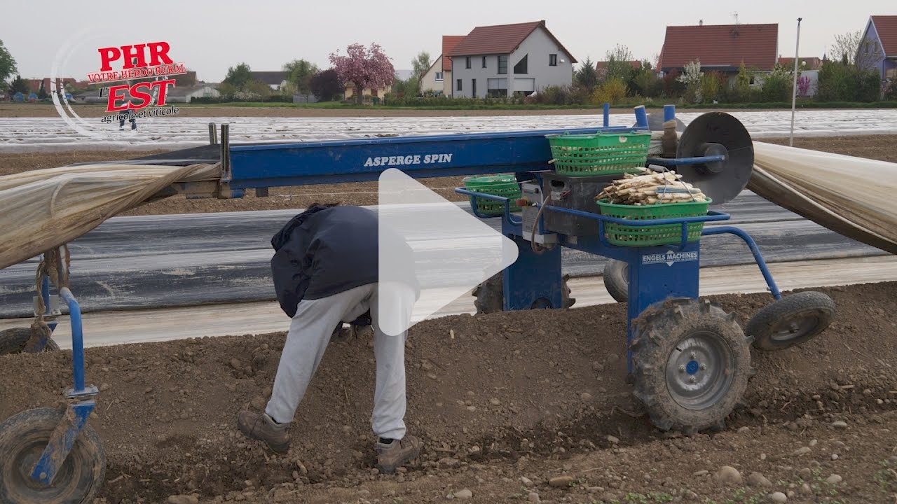 La diversification par l'asperge
