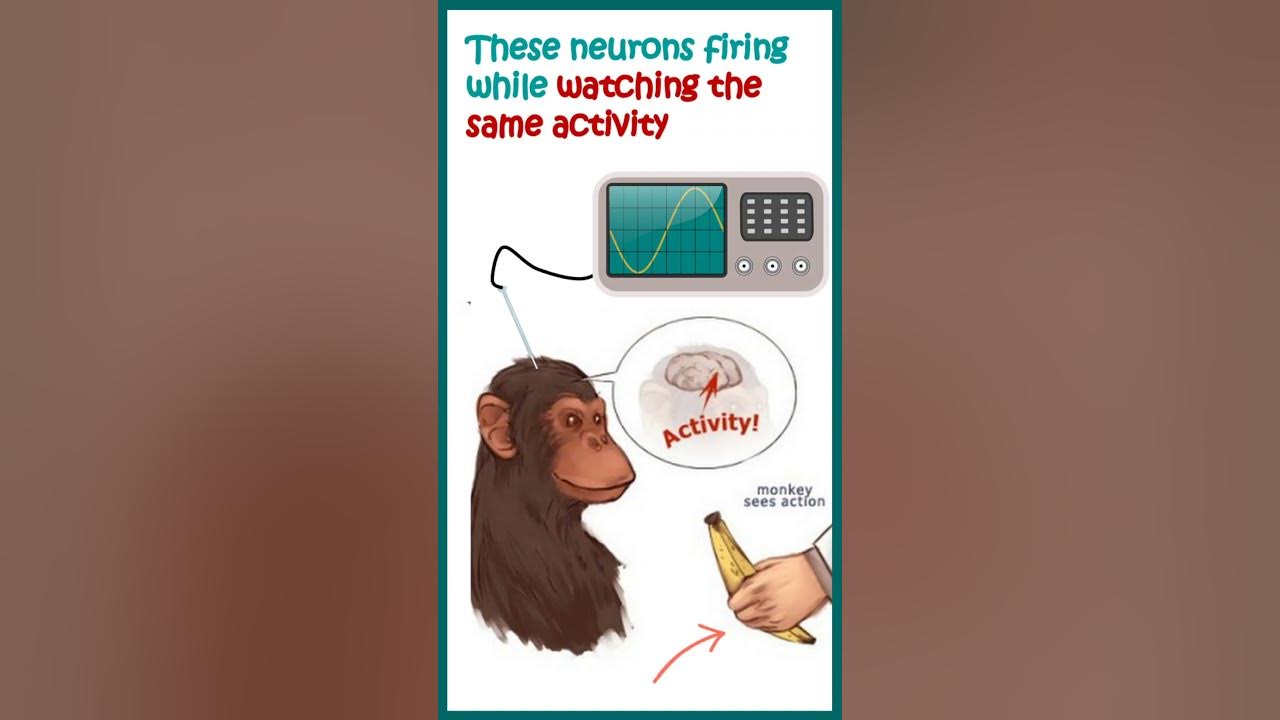 Mirror Neurons What are mirror neurons and why are they important