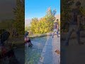 #parimahal #mudykhan #kashmirvalley #kashmirtourism #travel #mughalempire #waytoparadise #forest