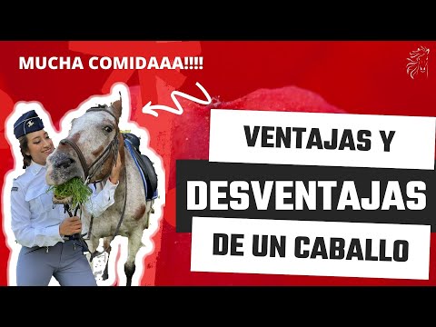 Video: Desventaja de tener un caballo