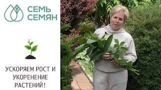 ПРИРОДНЫЕ СТИМУЛЯТОРЫ РОСТА И УКОРЕНЕНИЯ РАСТЕНИЙ! ВЫ БУДЕТЕ УДИВЛЕНЫ!