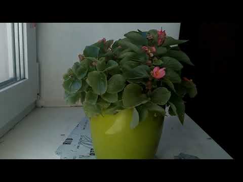 A plant - Timy Licing