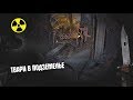S.T.A.L.K.E.R. НОВЫЕ МУТАНТЫ В СБОРКЕ DEMOSFEN НА Call of Chernobyl.