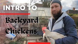 Backyard Chicken Keeping For Beginners