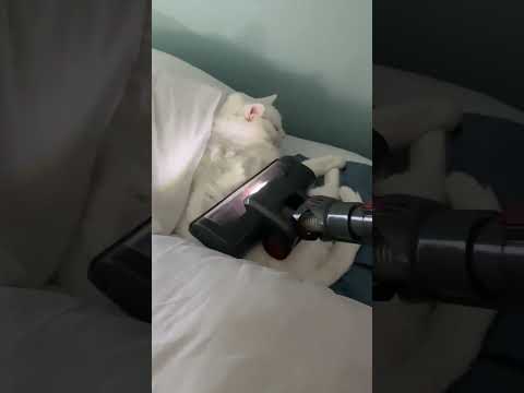 Husband Finds A Solution To The Cat Hair Problem    Viral #short