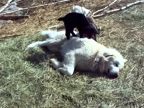 Baby cashmere goats - YouTube