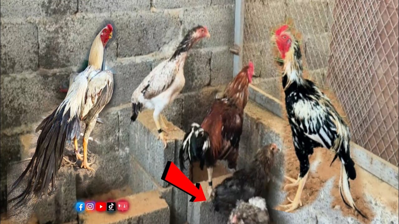 افضل علف يشد عصب الديك ويقوي عظم الديك / عاوز ارتفاع الديك عالي 🤙