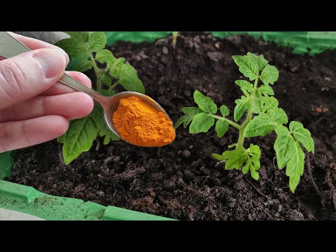 Видео: Нужны ли удобрения для рассады - Узнайте об удобрении молодых растений
