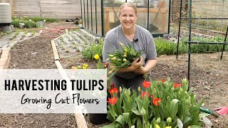 First Tulip Harvest of the Season!!!!  Growing Cut Flowers  Sunshine and Flora, Iowa