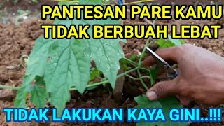 Petani Pare Wajib Tau Jika Pengen Berbuah Lebat Dan Maksimal Lakukan Seperti ini
