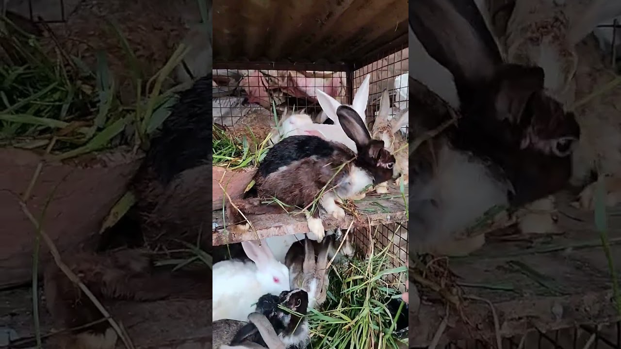 ❣️rabbit baby eating grass ❣️