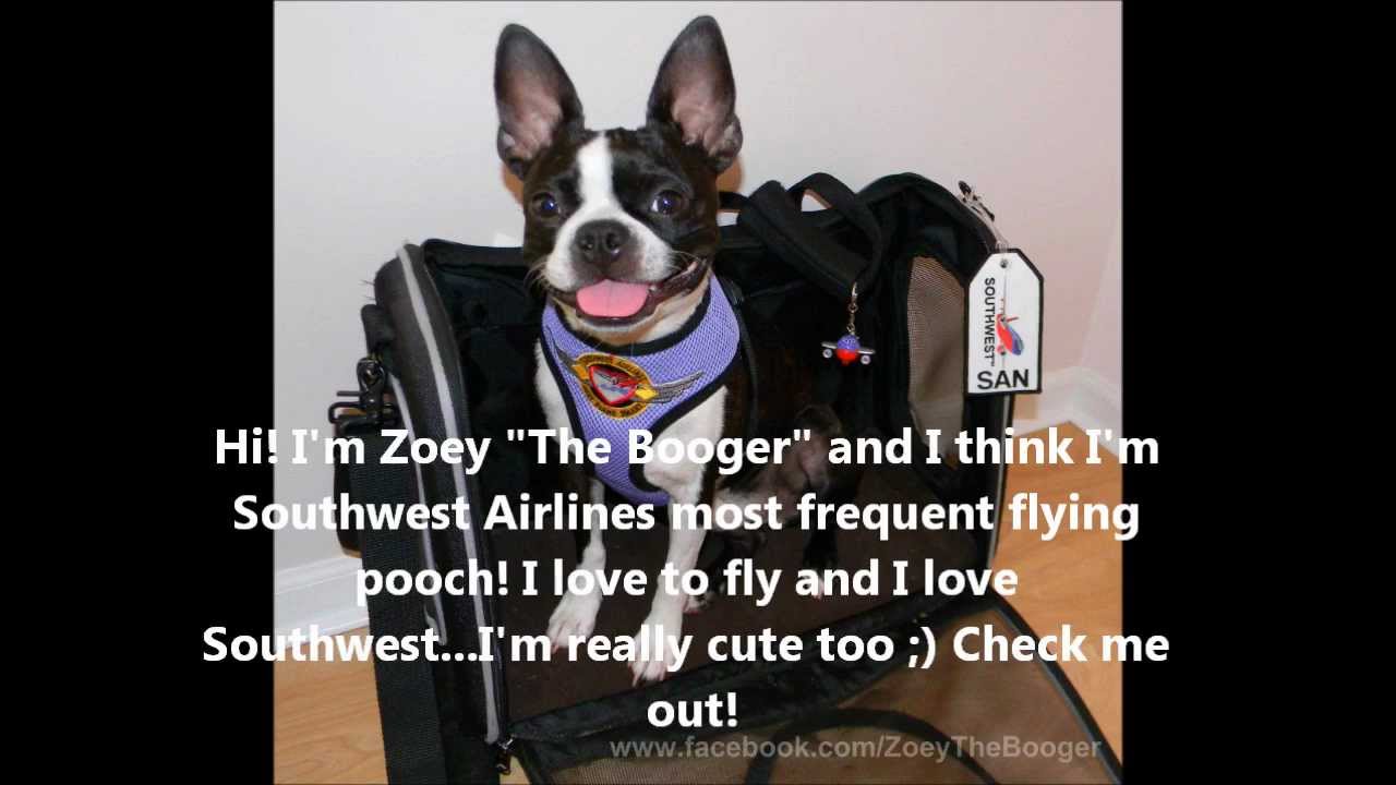 is it safe for boston terriers to fly? 2