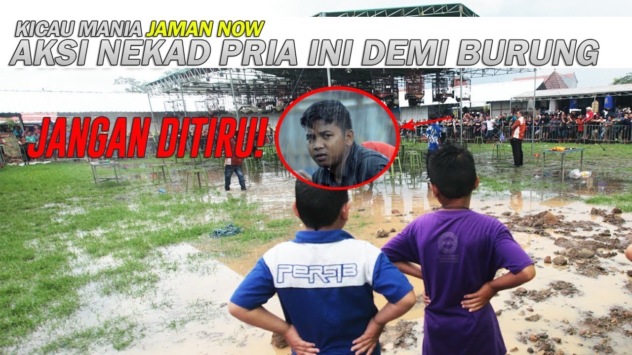 KICAU MANIA JAMAN  NOW  Aksi Nekad Pria  Ini Demi Seekor 