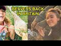 British beavers ft sophie pavelle