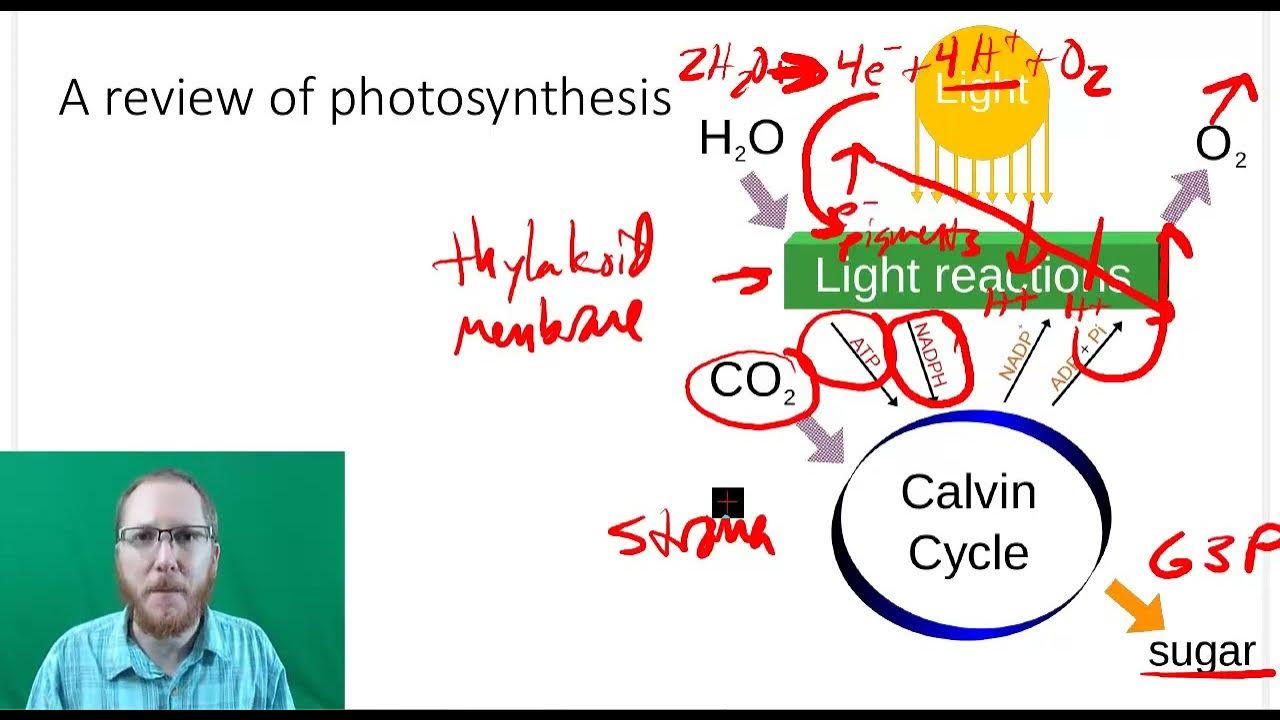 ap bio photosynthesis frq answers