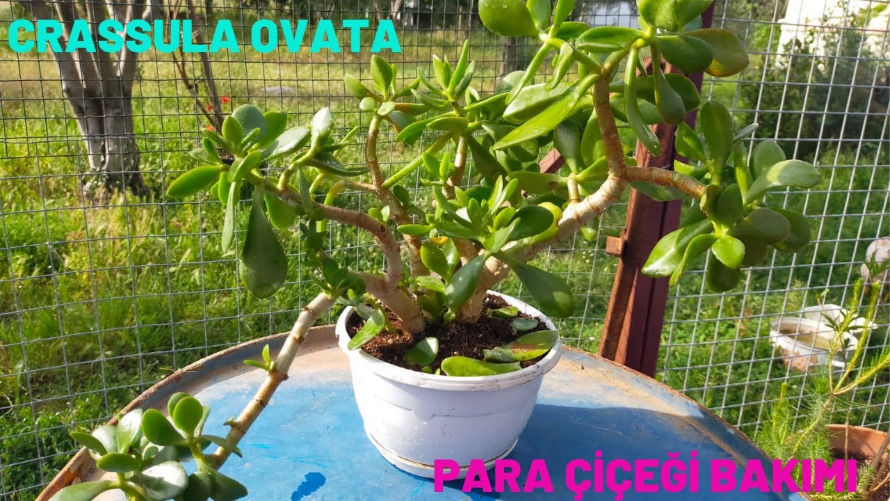 Crassula Ovata Para Çiçeği Bakımı -Saksi Değişimi