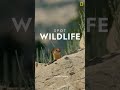 Видео Урок Квиз