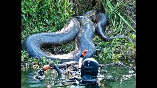 En Büyük Hayvanlar - The Worlds Biggest Snake Ever Found Alive