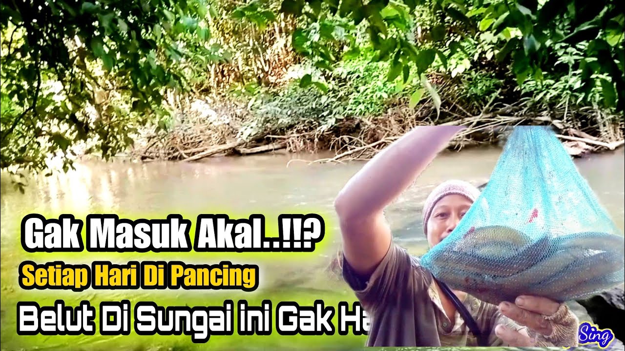 Mancing Belut Sungai||Spot Istimewa Di Pancing Setiap Hari Belutnya Gak Habis Habis~Eel Fishing