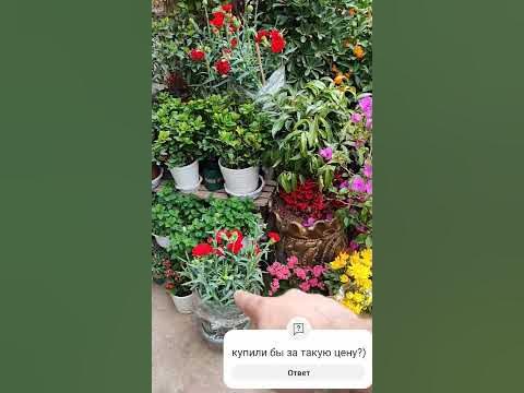 Стоимость цветов в китае-ШОК!!! #жизньвкитае #бизнесскитаем #цветы # ...