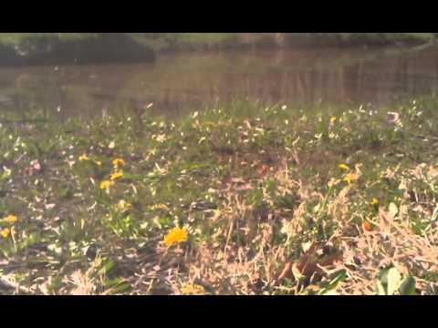 Turtle explosion