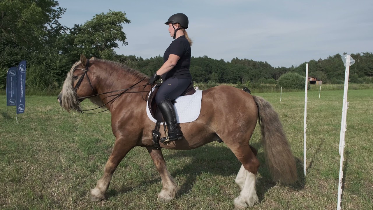 WE Zudden - Föreningen Nordsvenska Hästens digitala hästdag 2021