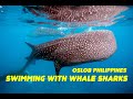 SWIMMING WITH WHALE SHARKS OSLOB PHILIPPINES