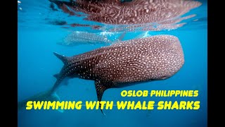 SWIMMING WITH WHALE SHARKS OSLOB PHILIPPINES