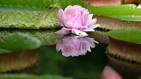 睡連花