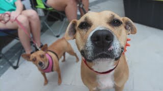 Why is there a shortage of veterinarians right now? | The Why