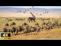 Animal world 4k african wildlife and survival  film animalier scnique avec musique africaine