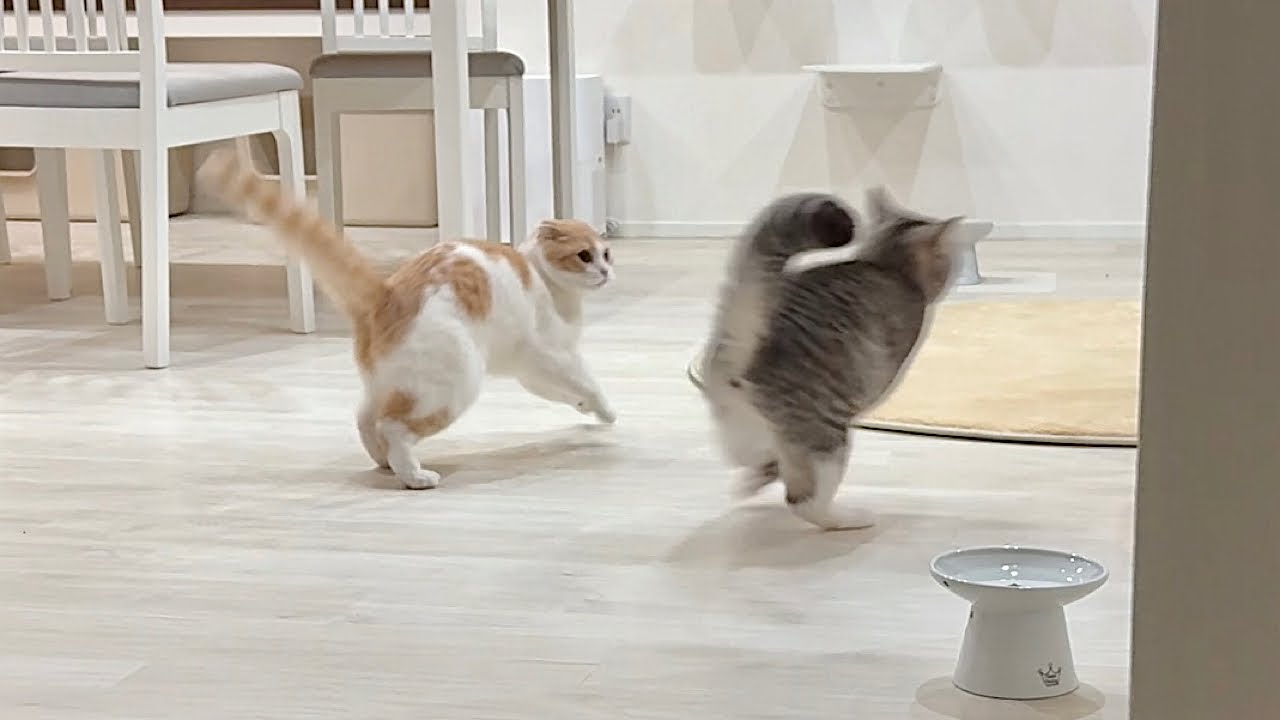 深夜テンションになると猛ダッシュで追いかけっこし始める猫たちが大変