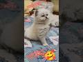 Royal Persian ADORABLE 💥 KITTENS FOR SALE!" #shorts #viral #trending#song#dance #ytshorts#bollywood