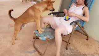 A Girl And A Dog 001 A Girl And A Dog 001