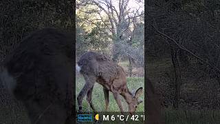 Caprioli al pascolo!🦌