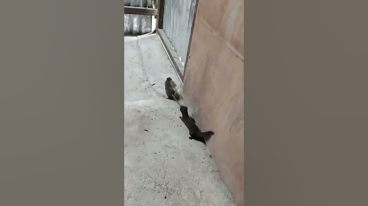 Ласка споймала Огромную КРЫСУ!!!🐀🐀🐀