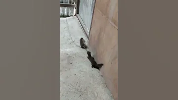 Ласка споймала Огромную КРЫСУ!!!🐀🐀🐀