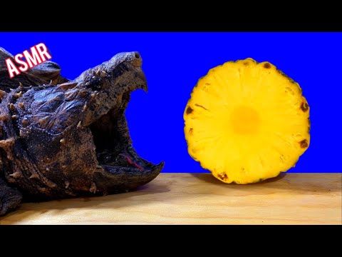 ASMR Turtle Tortoise Eating Fruit PINEAPPLE 🐢 ASMR Animal