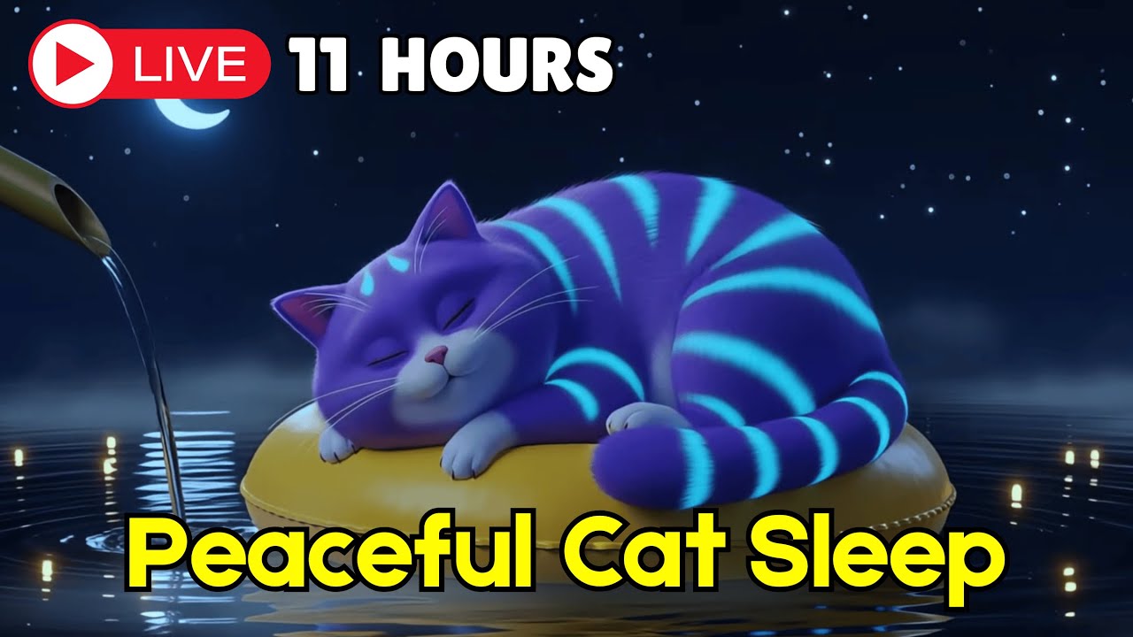 Soft Piano Relaxation Music for Cats to Reduce Stress and Tension