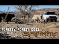 Van Life Desert Sessions - Foresty Forest Goes South