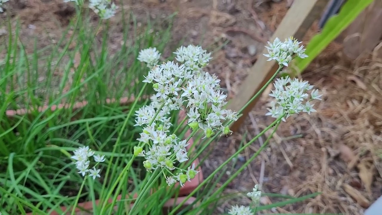 Chive flower YouTube