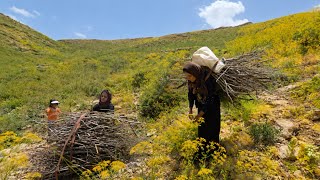 How does a lone nomadic woman collect firewood in treeless mountains ⛰️🪵 Survival Skills