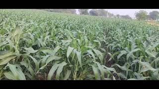 Nirmal hybrid jowar how to Nirmal seeds variety निर्मल सीड्स ज्वार 1175