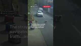 Dog Heroes - In the News