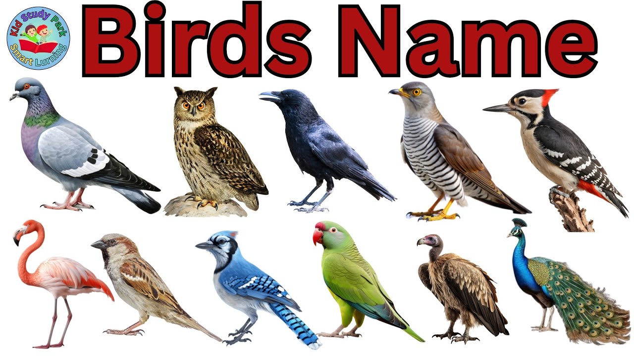 Birds Name | Birds Name Hindi & English | पक्षियों के नाम | Birds Name for kids