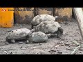 Animal Rescue